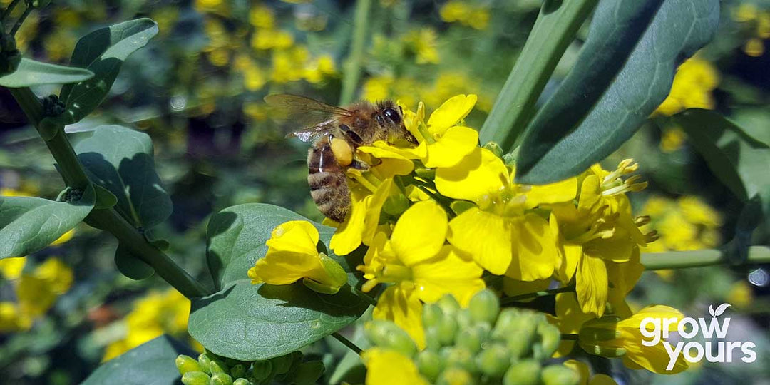 Getting Spring ready in the Garden