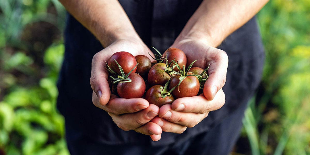 Growing Your Own Heirloom Tomatoes From Seeds