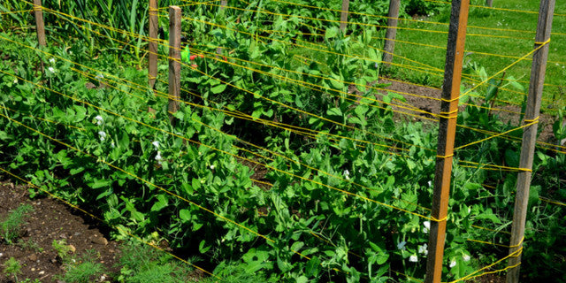 Spring time for new Kiwi Gardeners