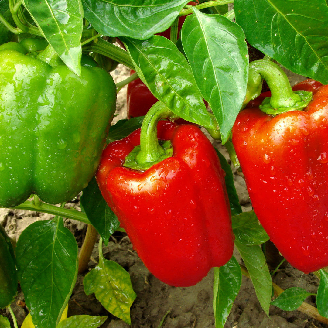 Capsicum Seeds