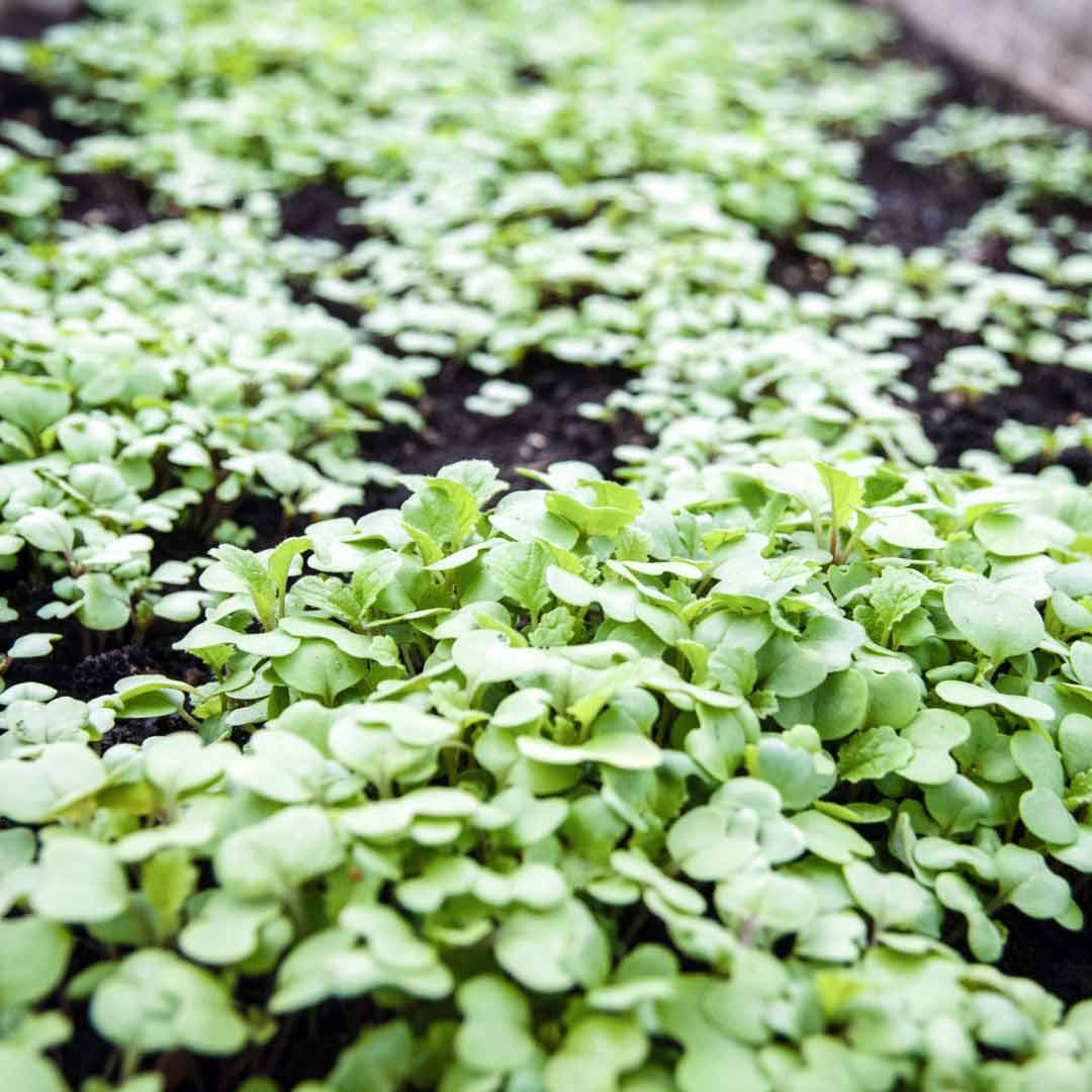 Cover Crops