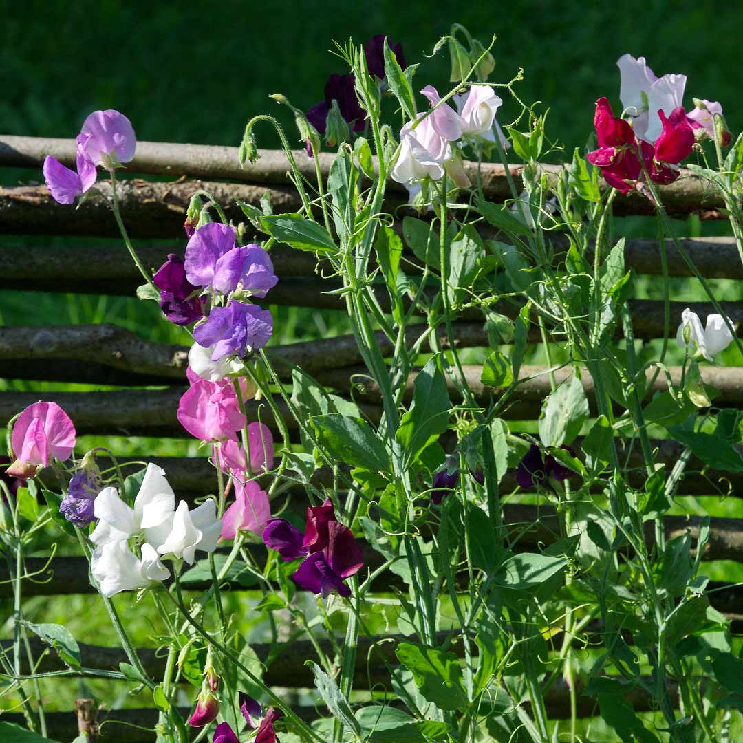 Flower Seeds