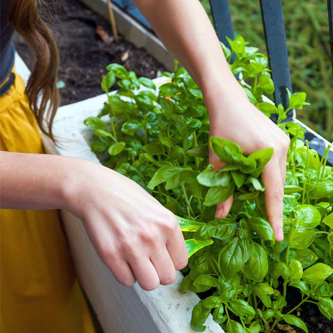 Herb Seeds