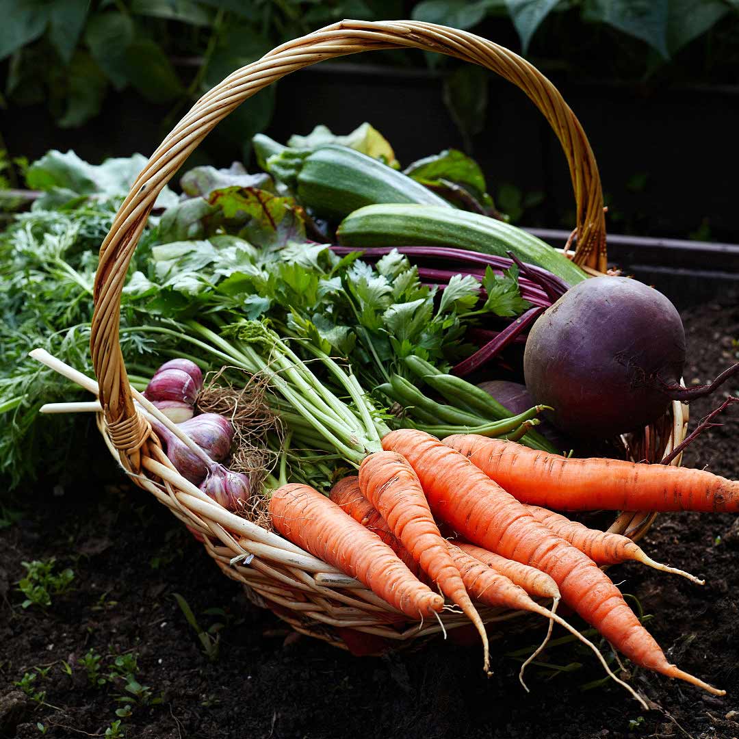 Vegetable Seeds