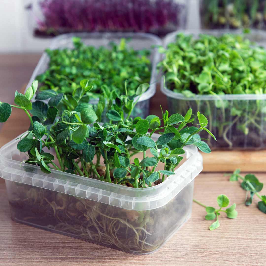 Microgreens Seeds