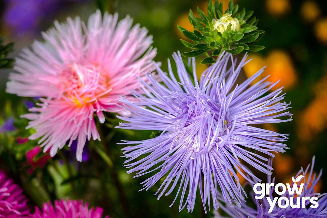 Aster 'Crego Giant Mix'