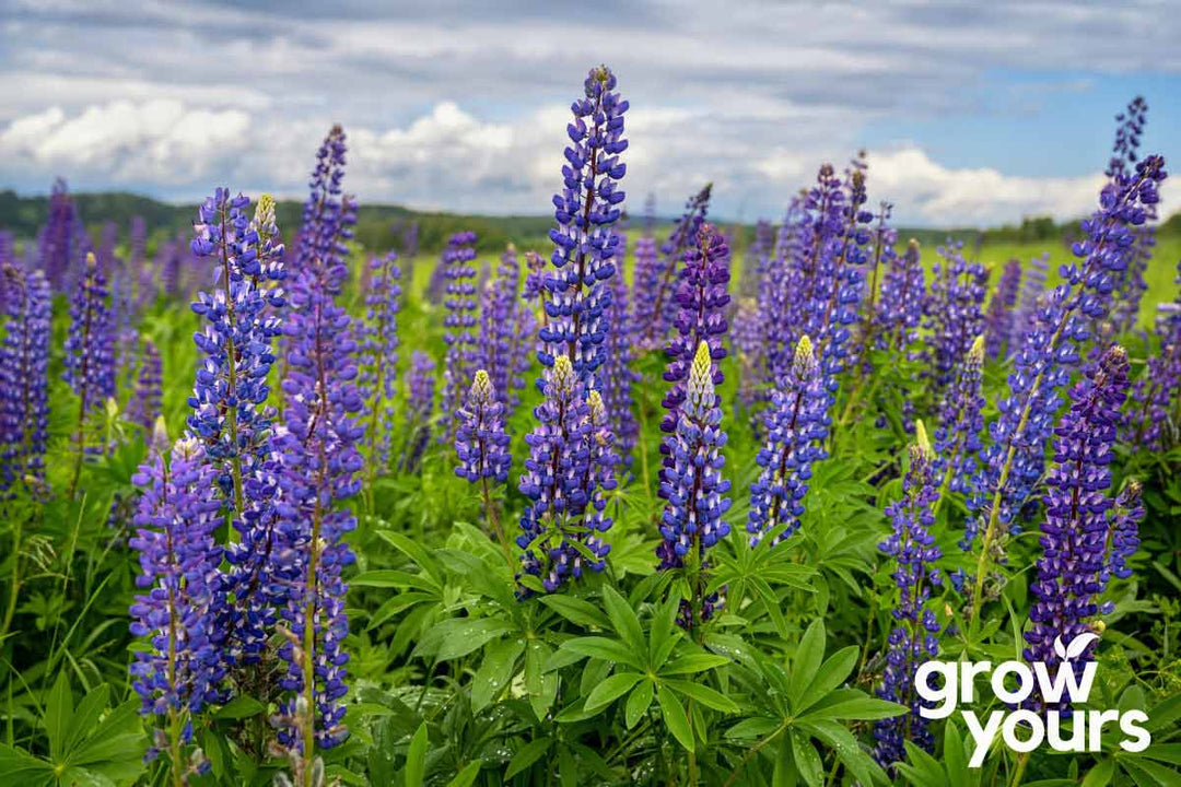 Blue Lupin