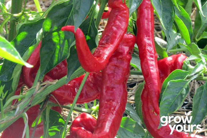 Capsicum / Sweet Pepper ‘Jimmy Nardello’