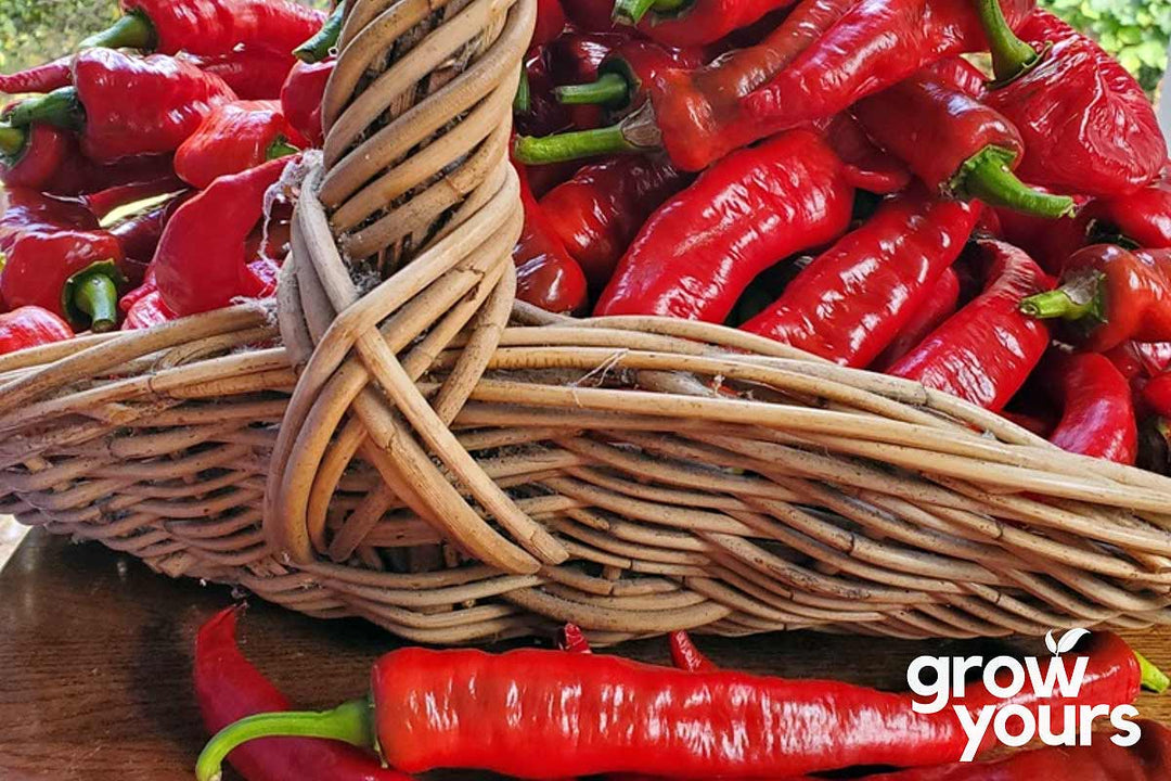 Capsicum / Sweet Pepper ‘Jimmy Nardello’