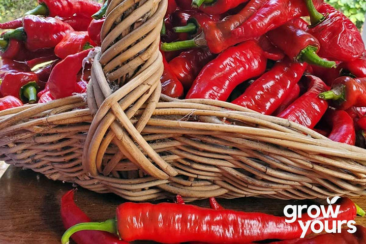 Capsicum / Sweet Pepper ‘Jimmy Nardello’