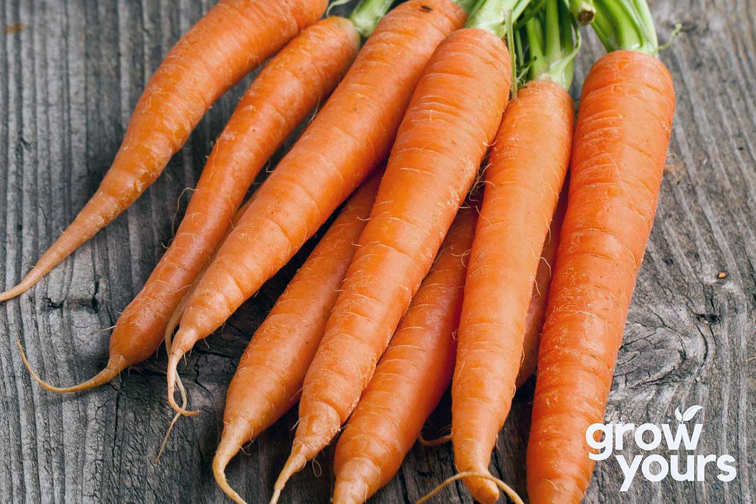 Carrot ‘Kuroda Long’