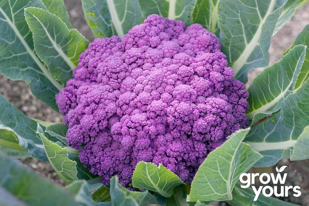 Cauliflower Violetta Italia growing