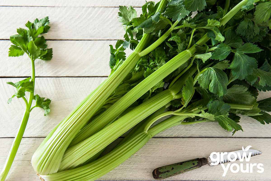 Celery ‘Golden Self Blanching’