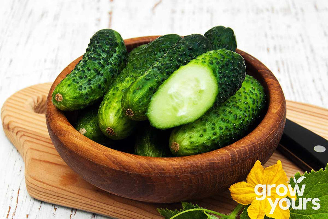 Cucumber Homemade Pickles sliced fresh from the garden