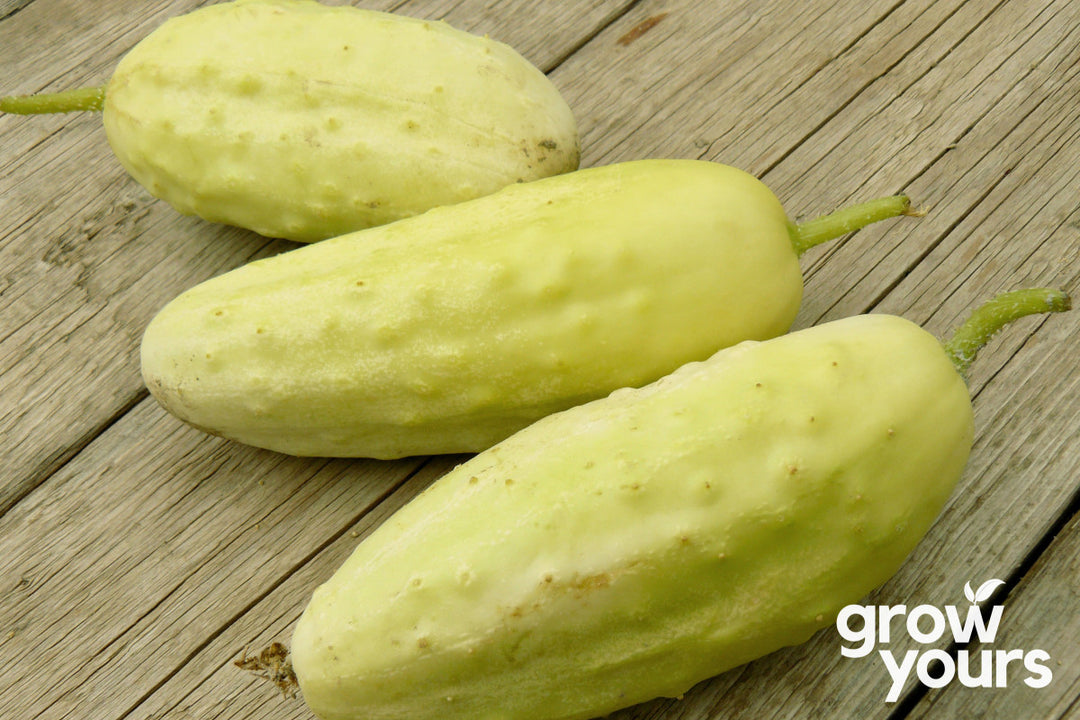 Cucumber ‘Port Albert’