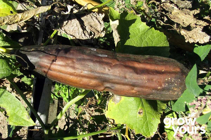 Luffa