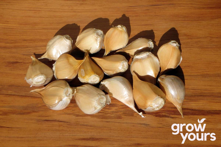 Elephant Garlic Cloves