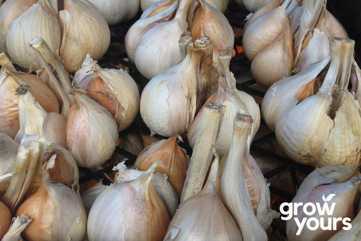 Garlic ‘Elephant’