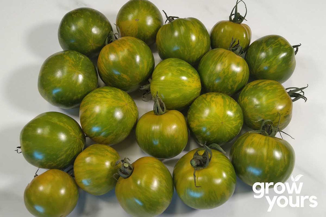 Fresh Green Zebra Tomatoes grown from seeds in NZ