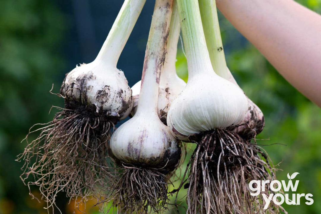 Freshly harvested Elephant Garlic bulbs in the garden