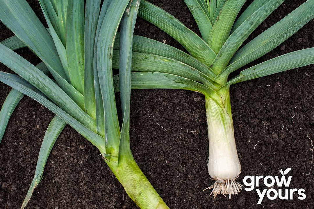 Leek ‘Carentan’