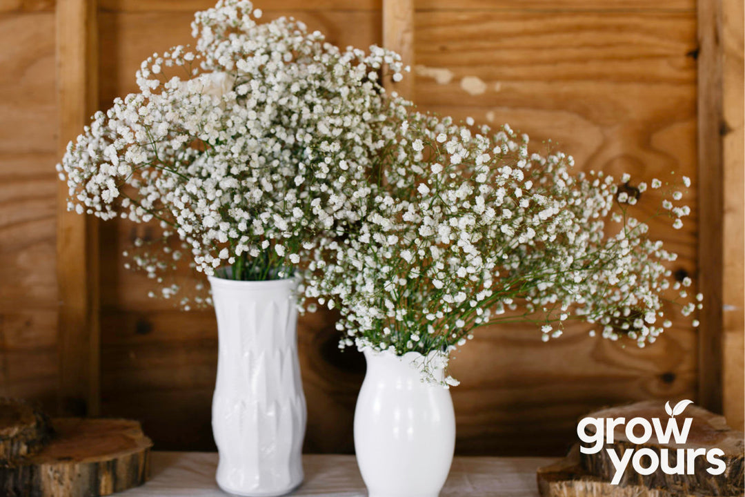 Gypsophila 'Babys Breath'