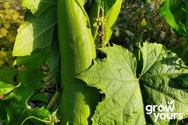 Luffa