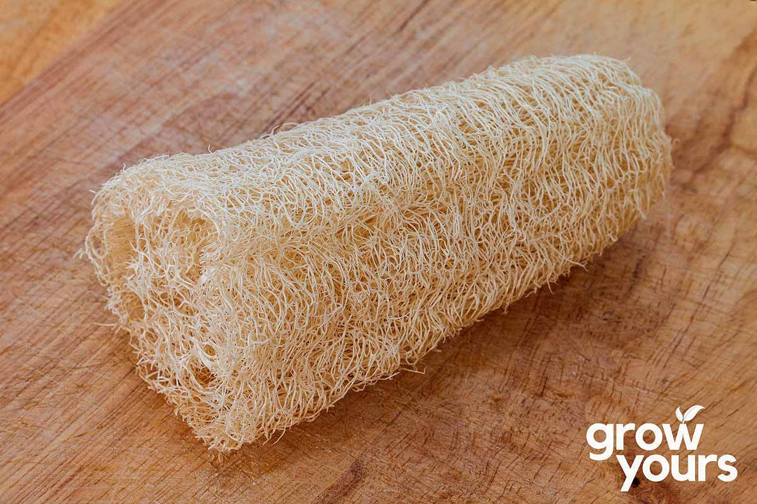 Luffa