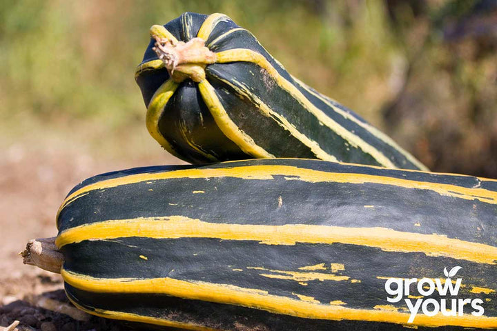 Courgette / Zucchini ‘Long Green Bush’