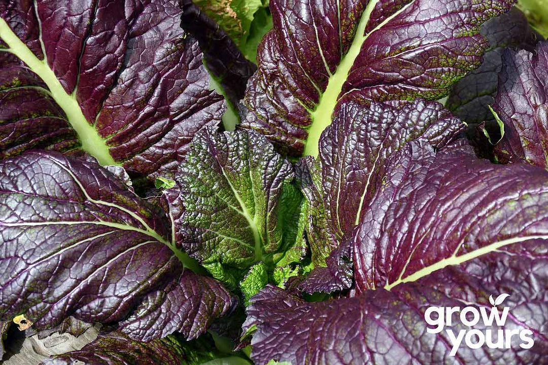 Mustard ‘Japanese Red Giant’