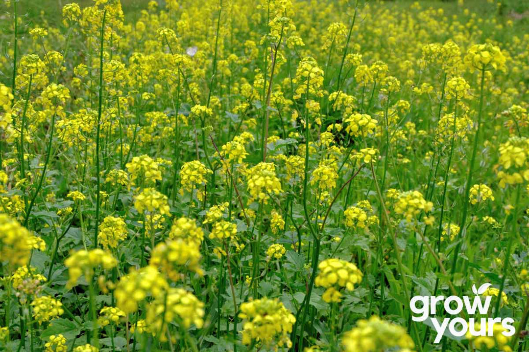 Mustard