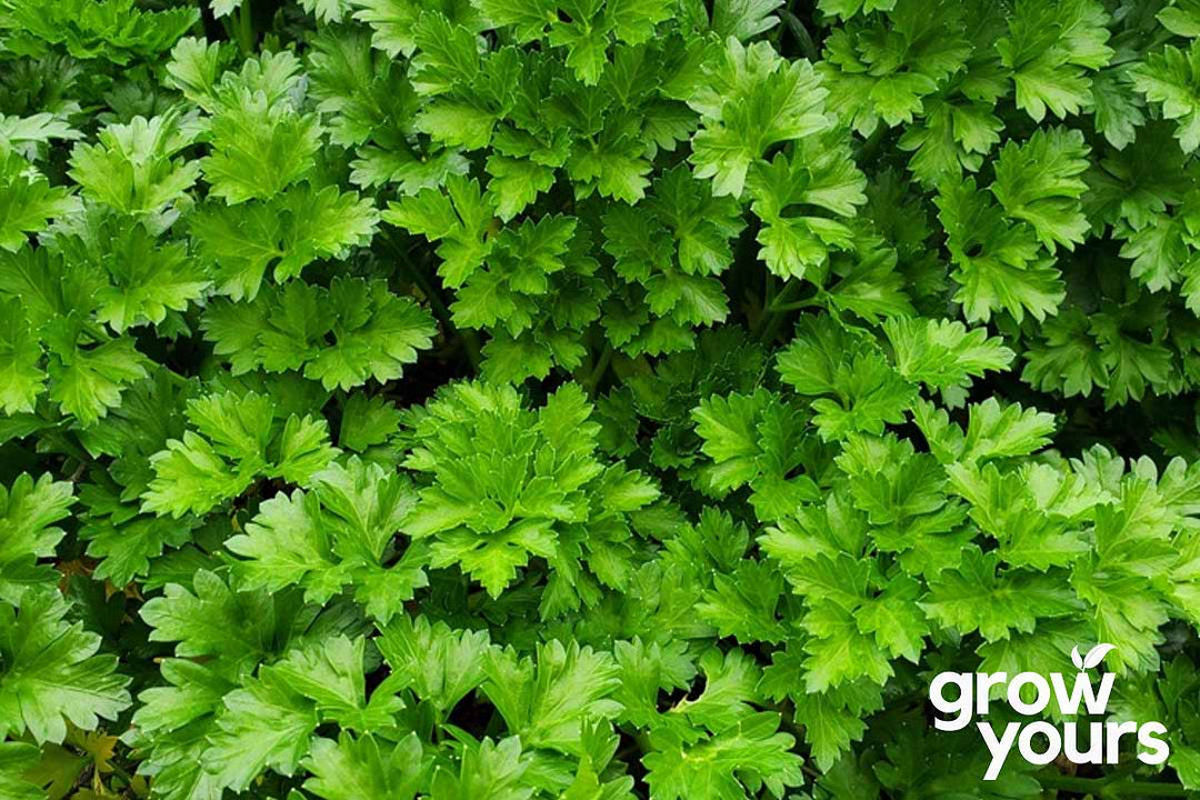 Parsley ‘Dalmatian’