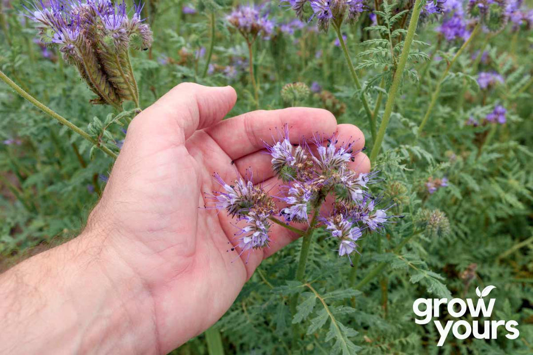Phacelia