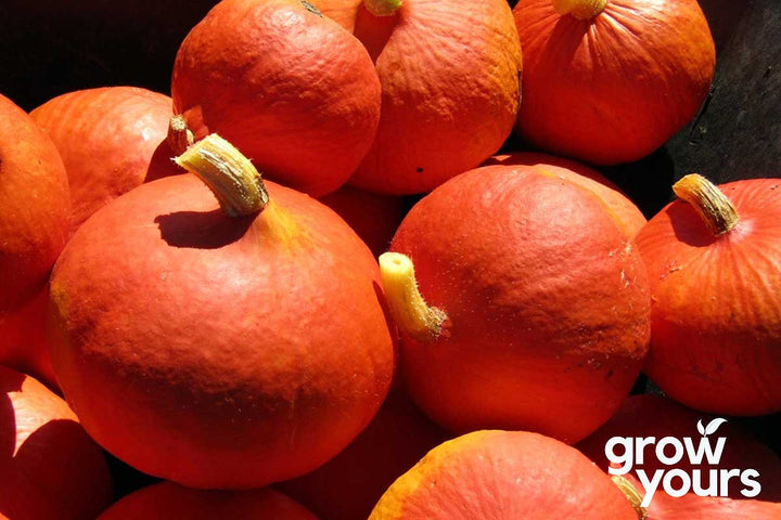 Pumpkin ‘Red Kuri’