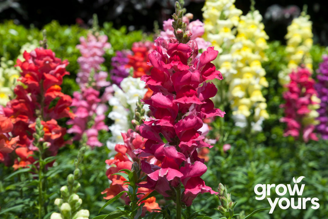 Snapdragon 'Maximum Mix'