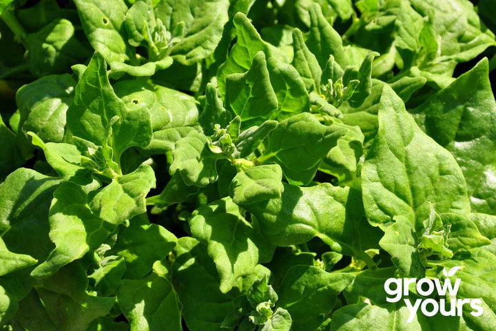 Spinach ‘New Zealand’