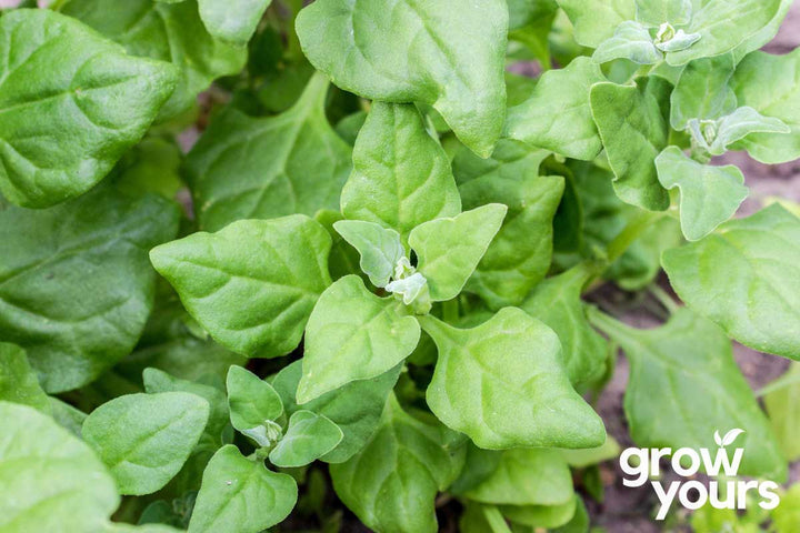 Spinach ‘New Zealand’