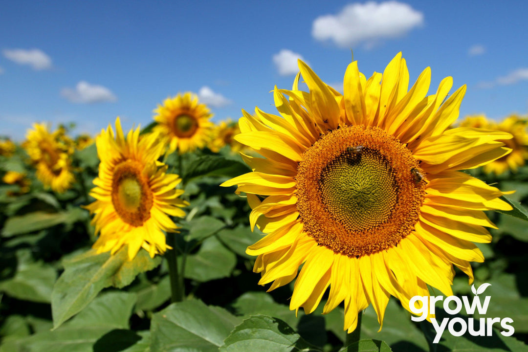 Sunflower 'Giant Russian'