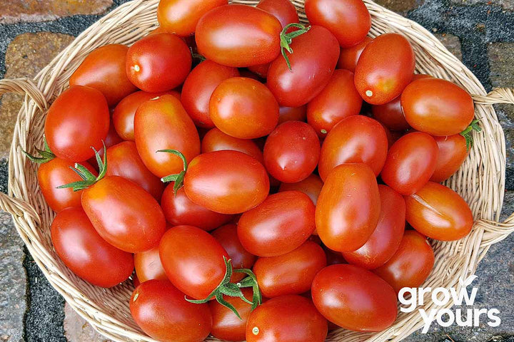 Tomato ‘Alma’