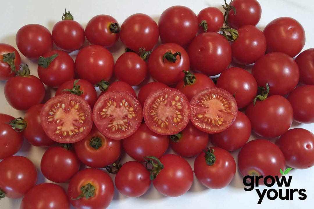 Tomato Baxters Early Bush grown in NZ garden