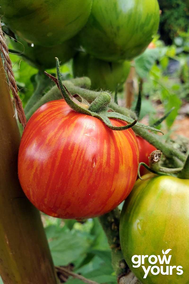 Tomato ‘Dargaville Red & Yellow’