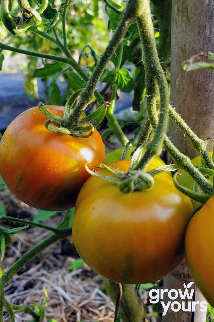 Tomato ‘Guernsey Island’