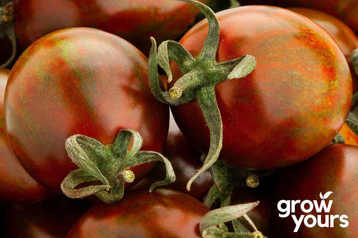Tomato ‘Guernsey Island’