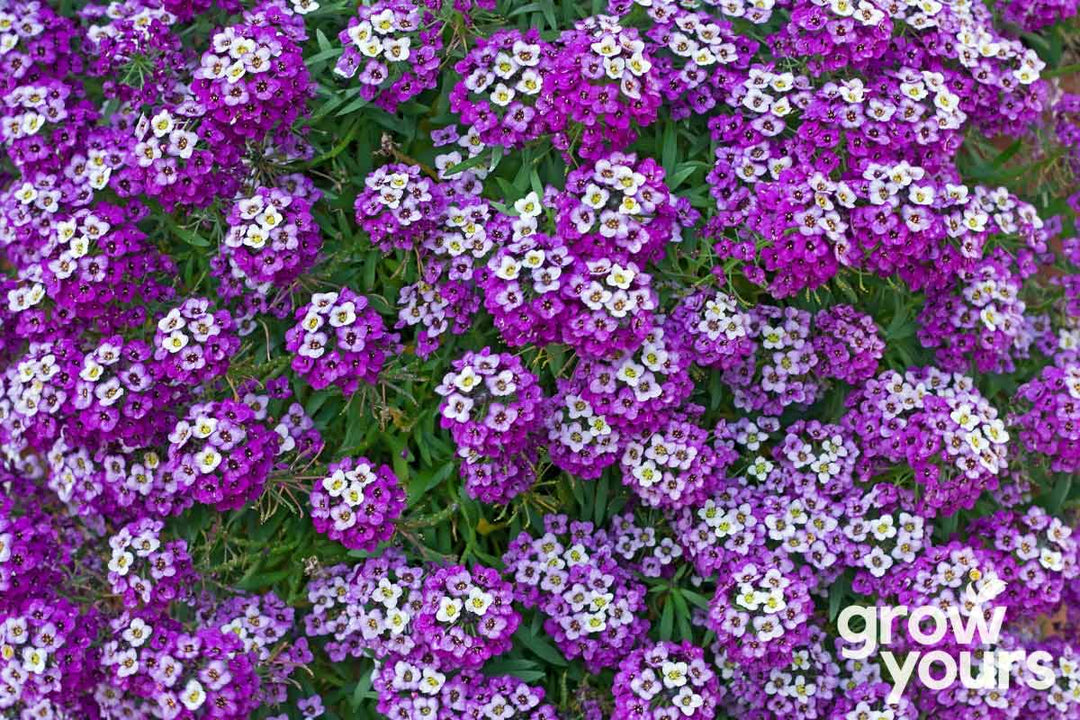 Alyssum ‘Royal Carpet’