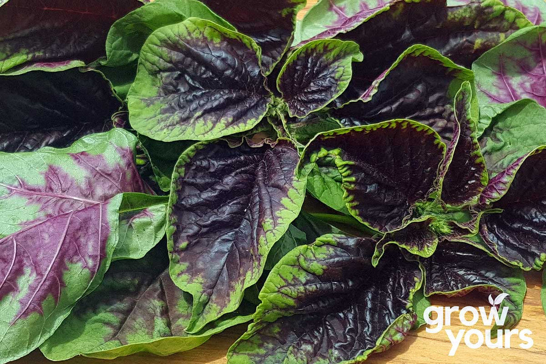 Amaranth Green and Red leaves