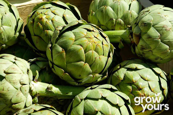 Artichoke Green Globe freshly picked from the garden