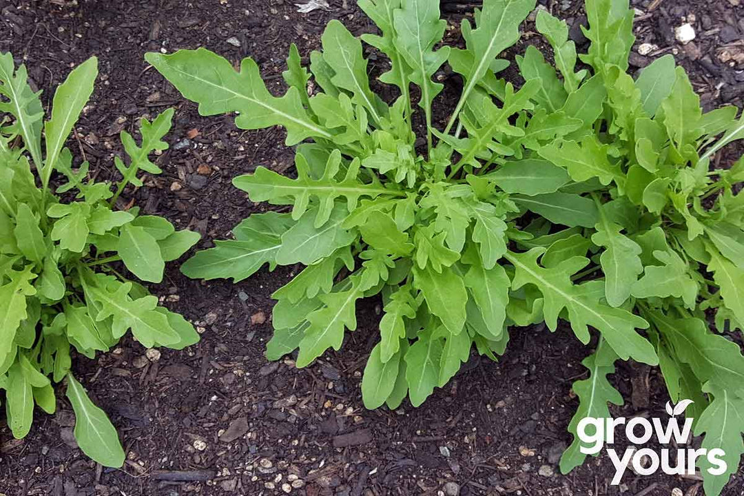 Arugula Wild growing