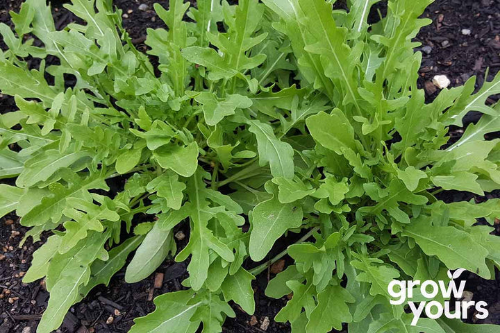 Arugula Wild grown from seeds
