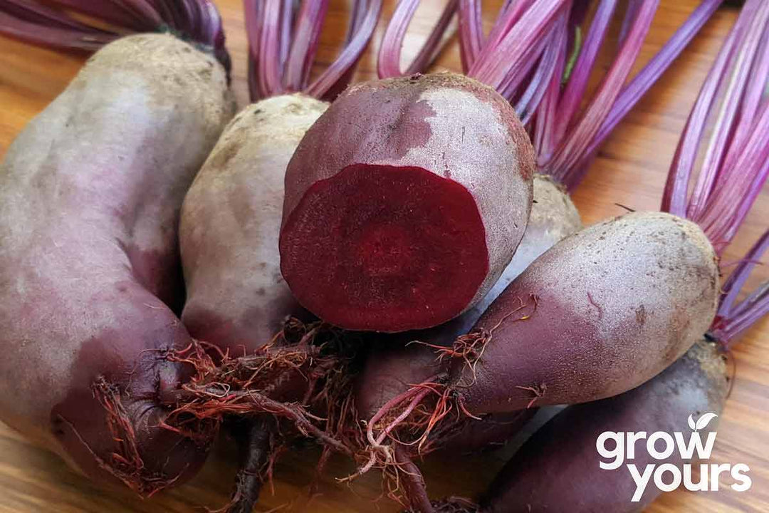 Beetroot Cylindra grown from seeds