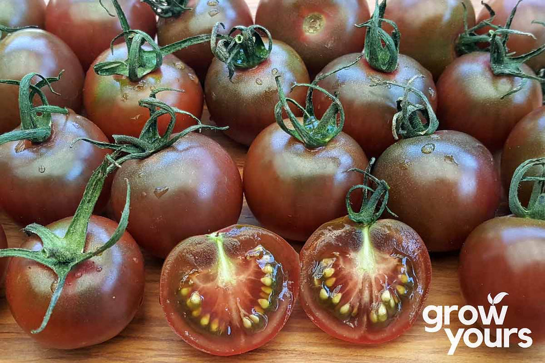 Black Cherry Tomatoes fresh from the garden